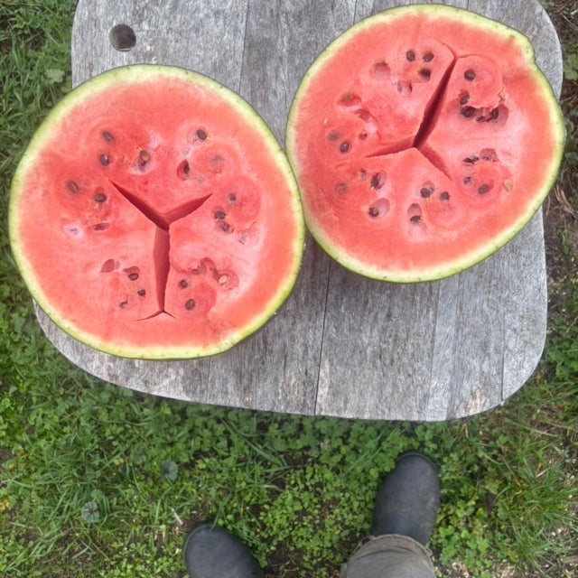 Melon | Saltwater Seeds