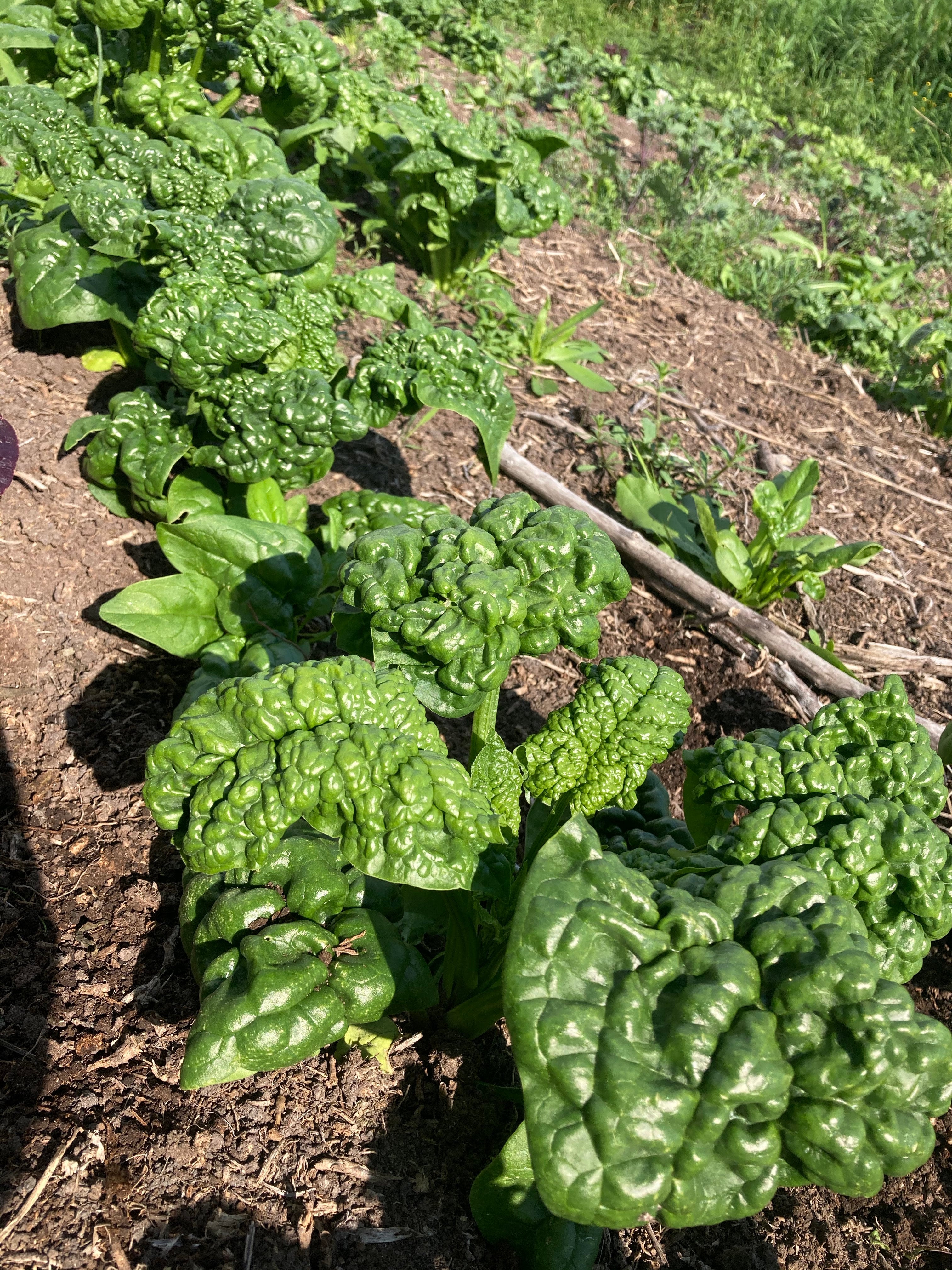 Abundant Bloomsdale Spinach