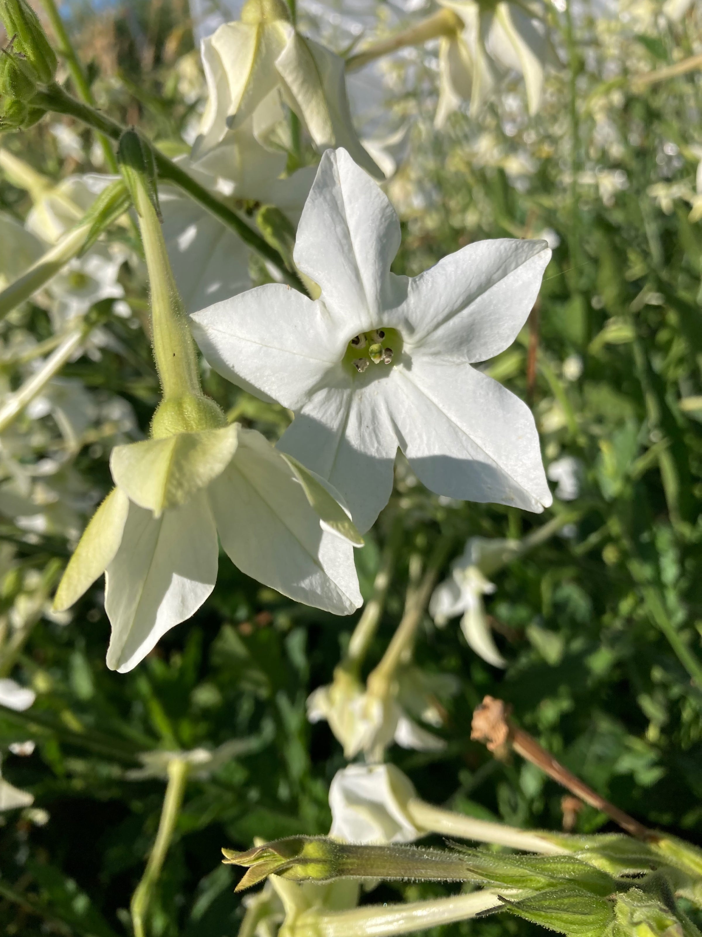 jasmine tobacco plant Jasmine Scented Nicotiana (Organic)
