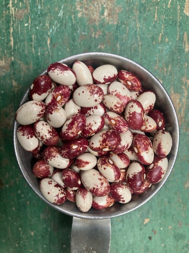 Dried Beans | Saltwater Seeds