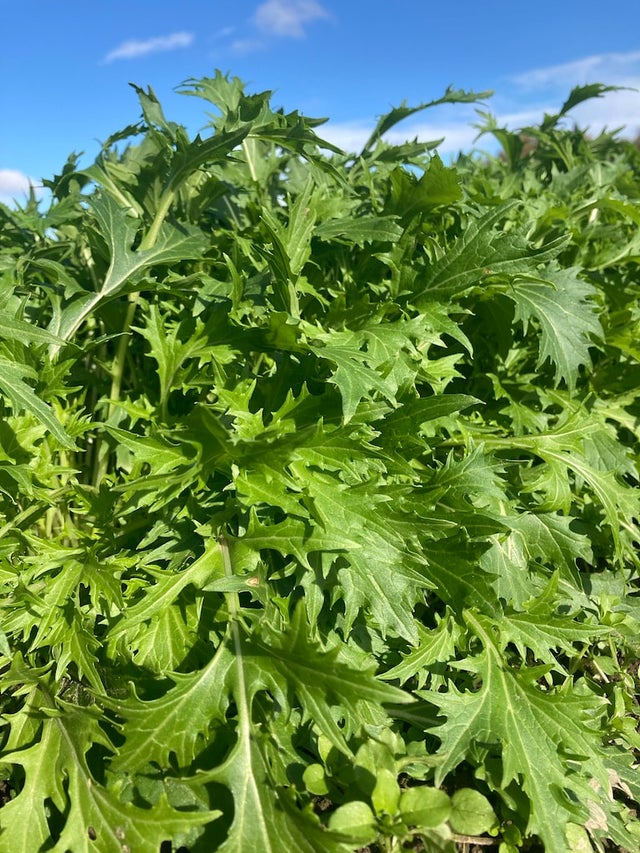 Mizuna | Saltwater Seeds