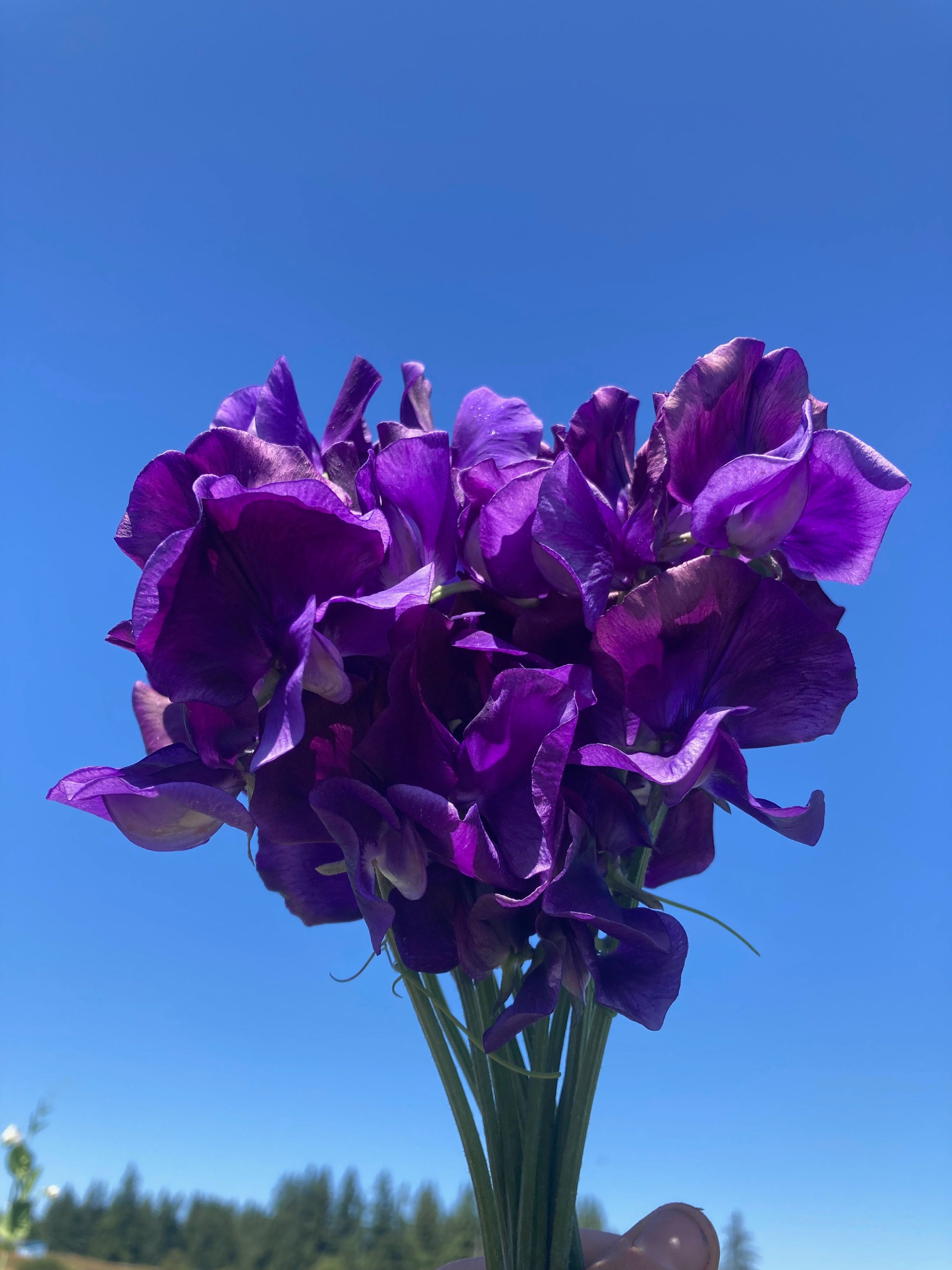Deep Purple Sweet Pea (Organic) | Saltwater Seeds