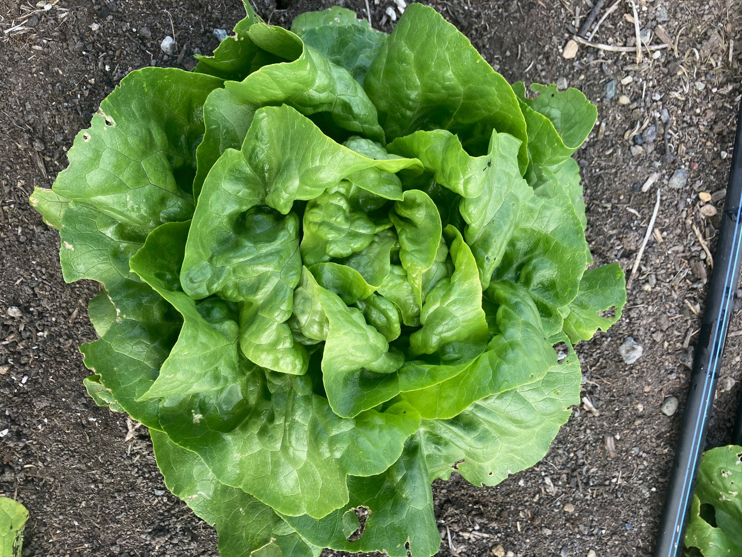 Lettuce Saltwaterseeds
