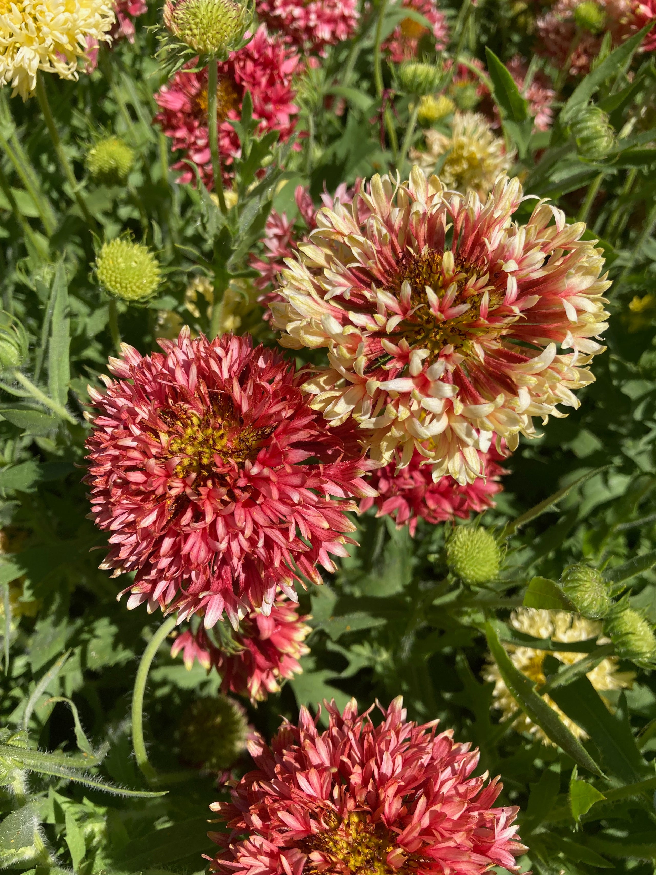 Lorenziana Blanket Flower Saltwater Seeds