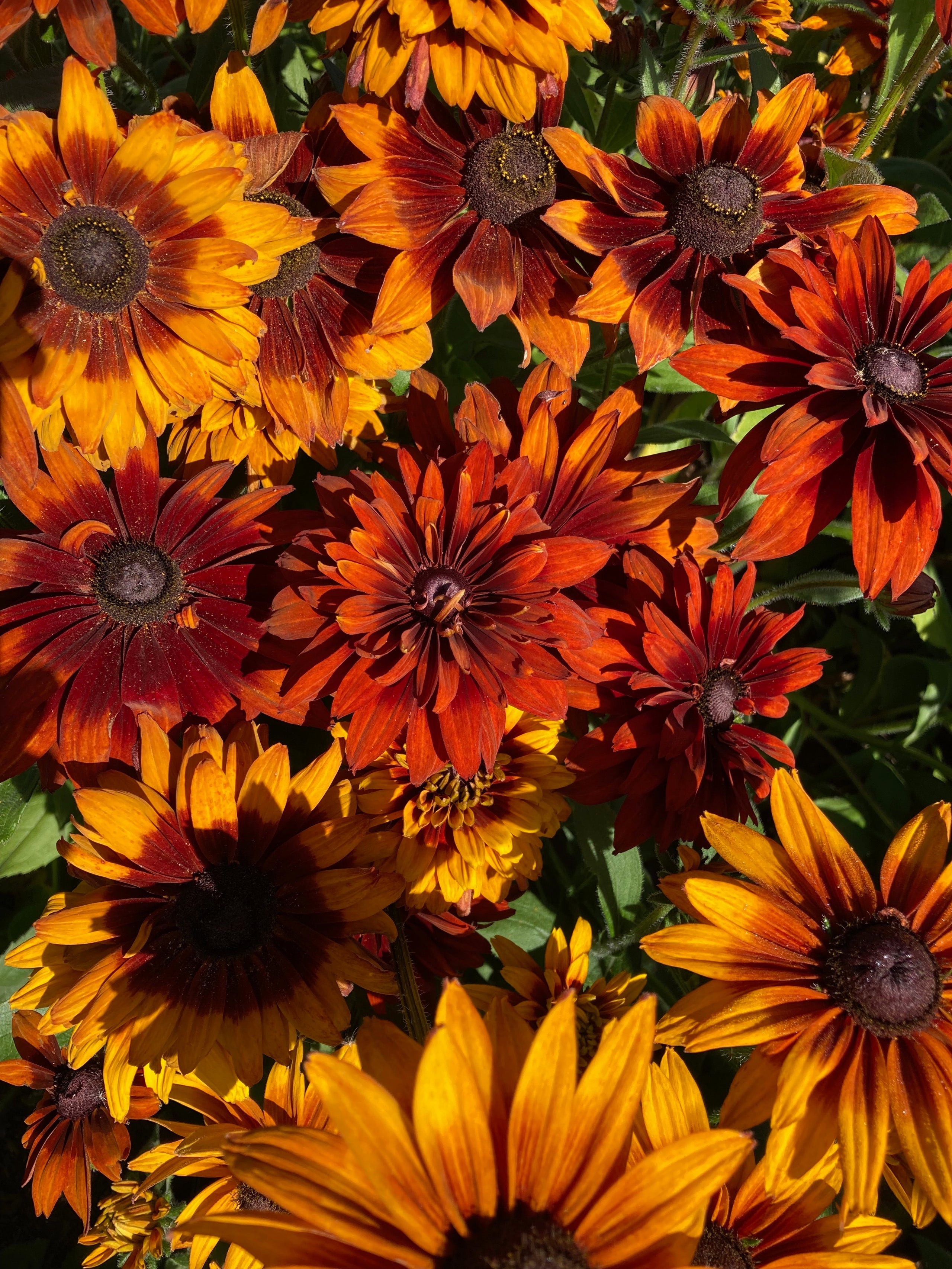 Rudbeckia Saltwater Seeds rudbeckia-saltwater-seeds