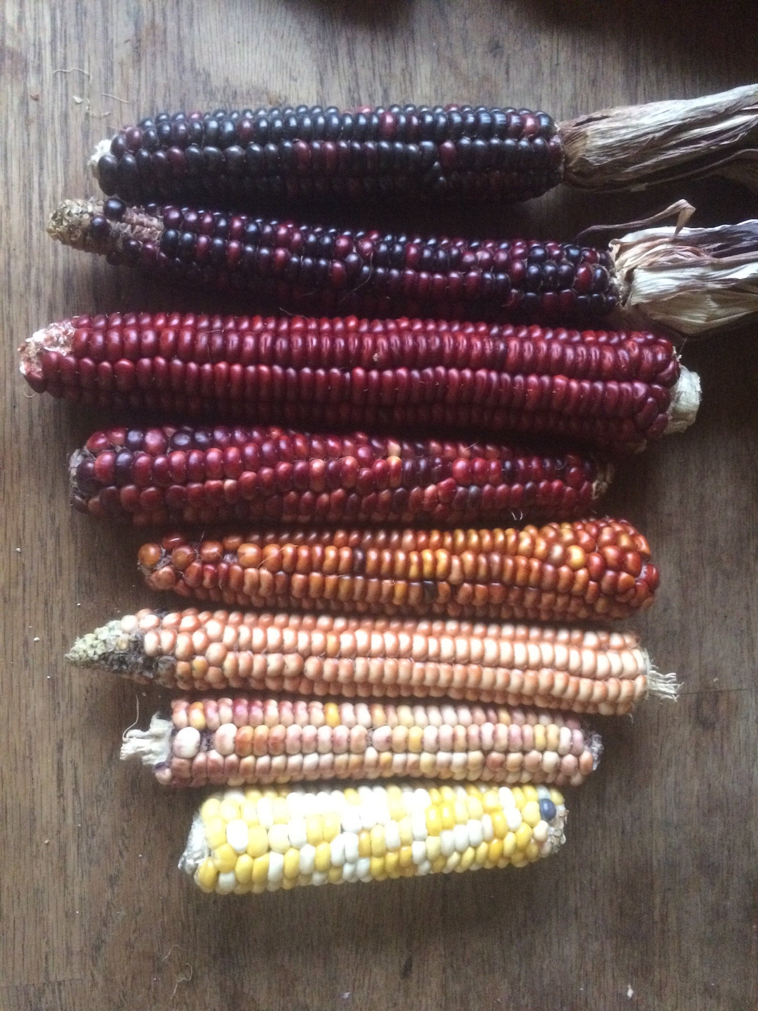 Painted Mountain Flour Corn | Saltwater Seeds