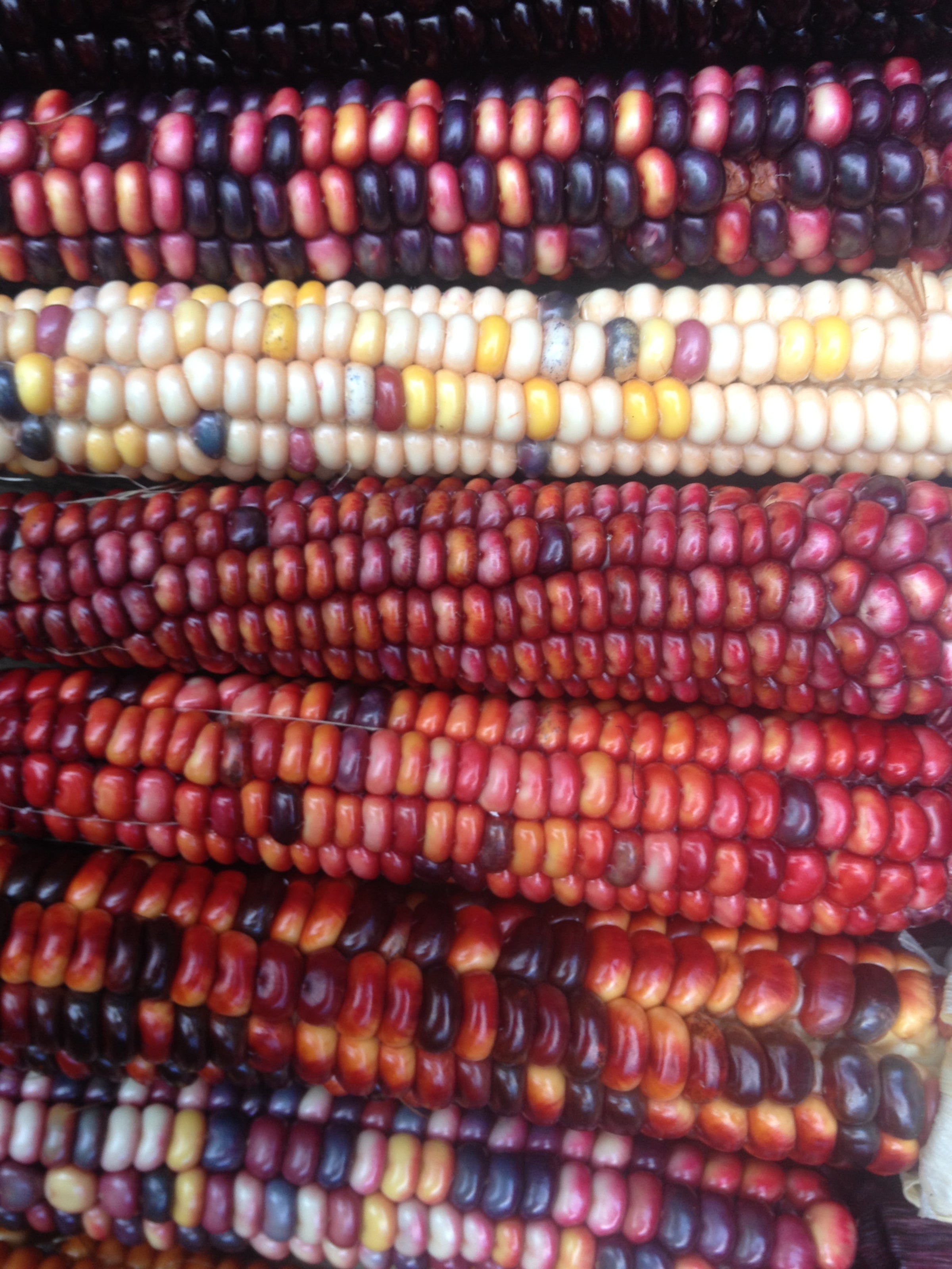 Painted Mountain Flour Corn | Saltwater Seeds