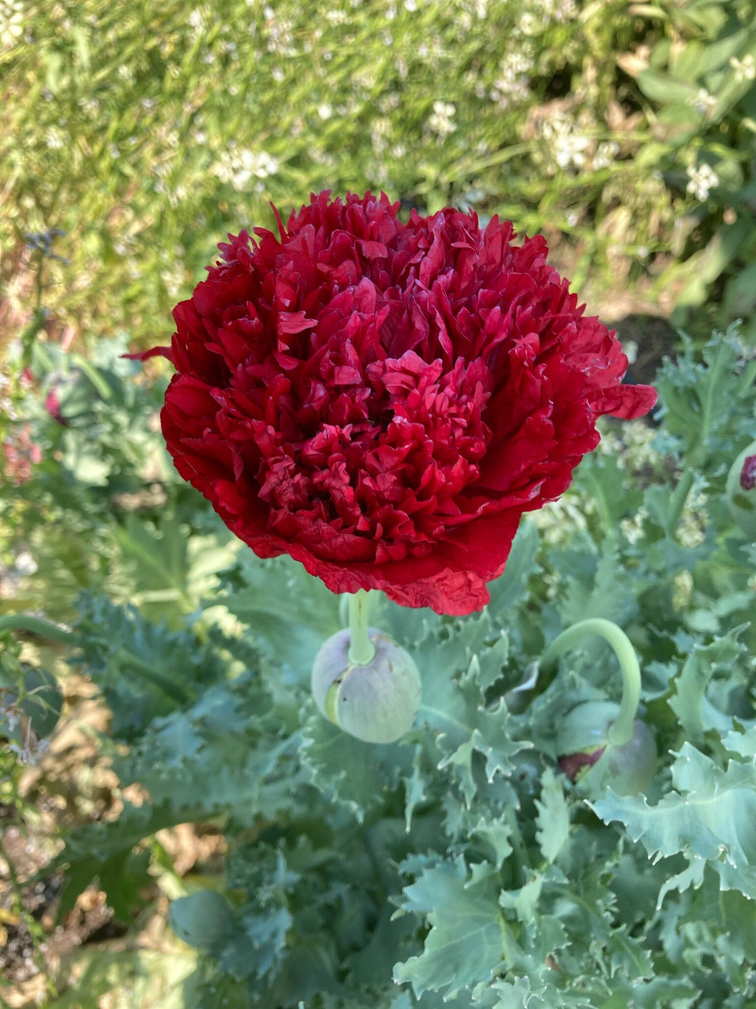 Scarlet Peony Poppy (Organic)