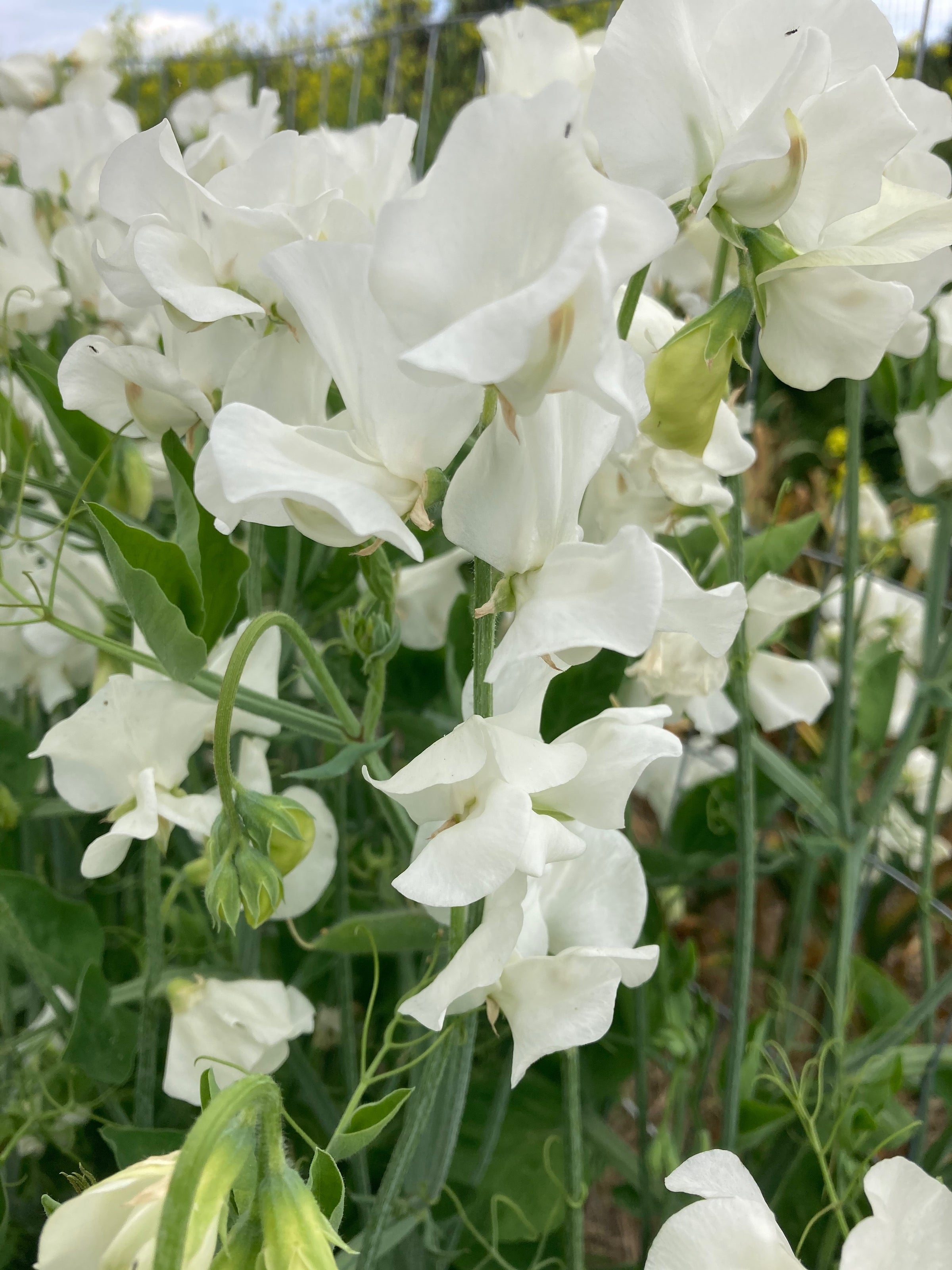 White Sweet Pea Flower