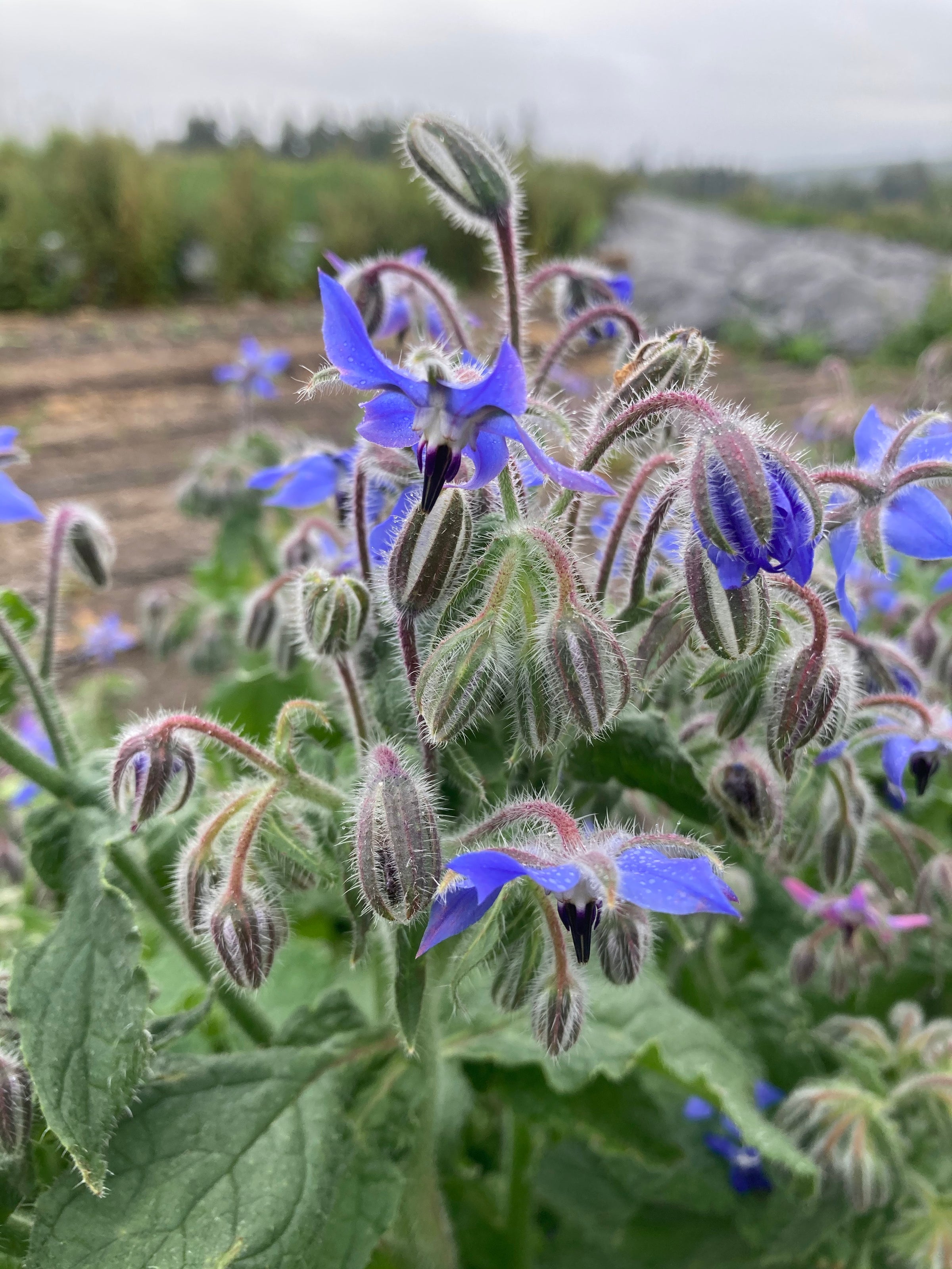 Borage Flower Borage Flower