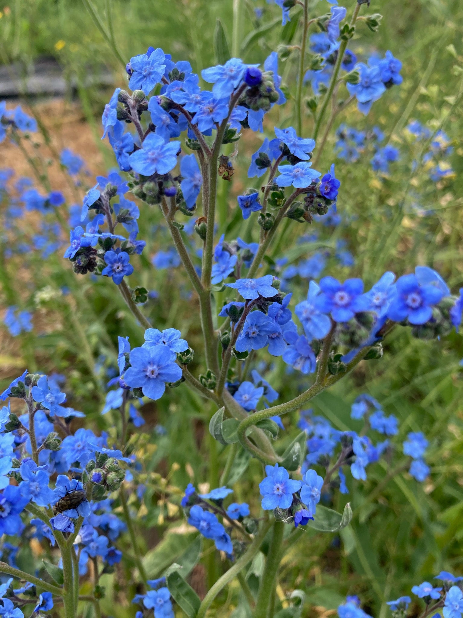 Chinese Forget Me Not Seeds, Cynoglossum Amabile